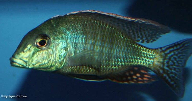 Lethrinops oculatus 'Chesese'